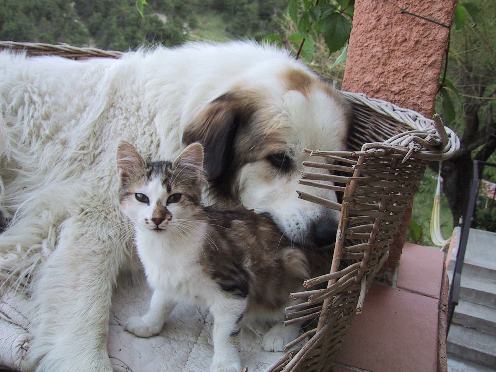 Meine grosse Freundin.jpg (1600 x 1200)